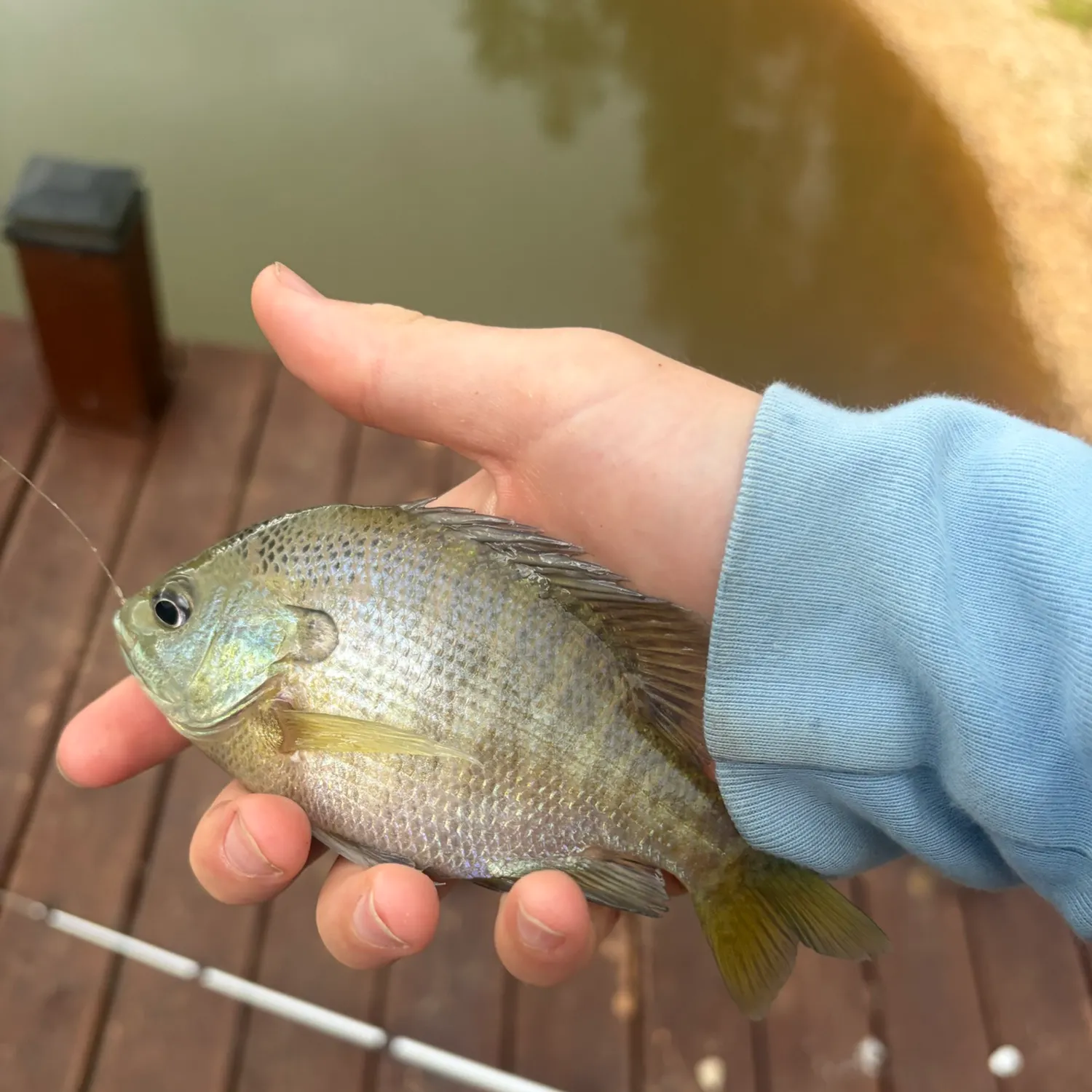 The most recent Bluegill catches on Fishbrain