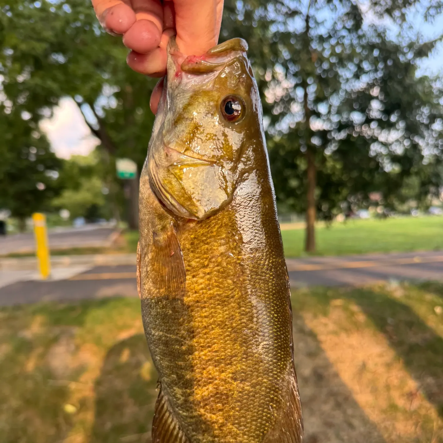 catch
