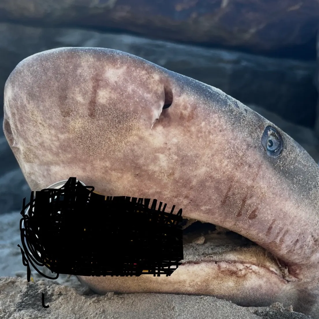 Bull shark caught on Fishbrain