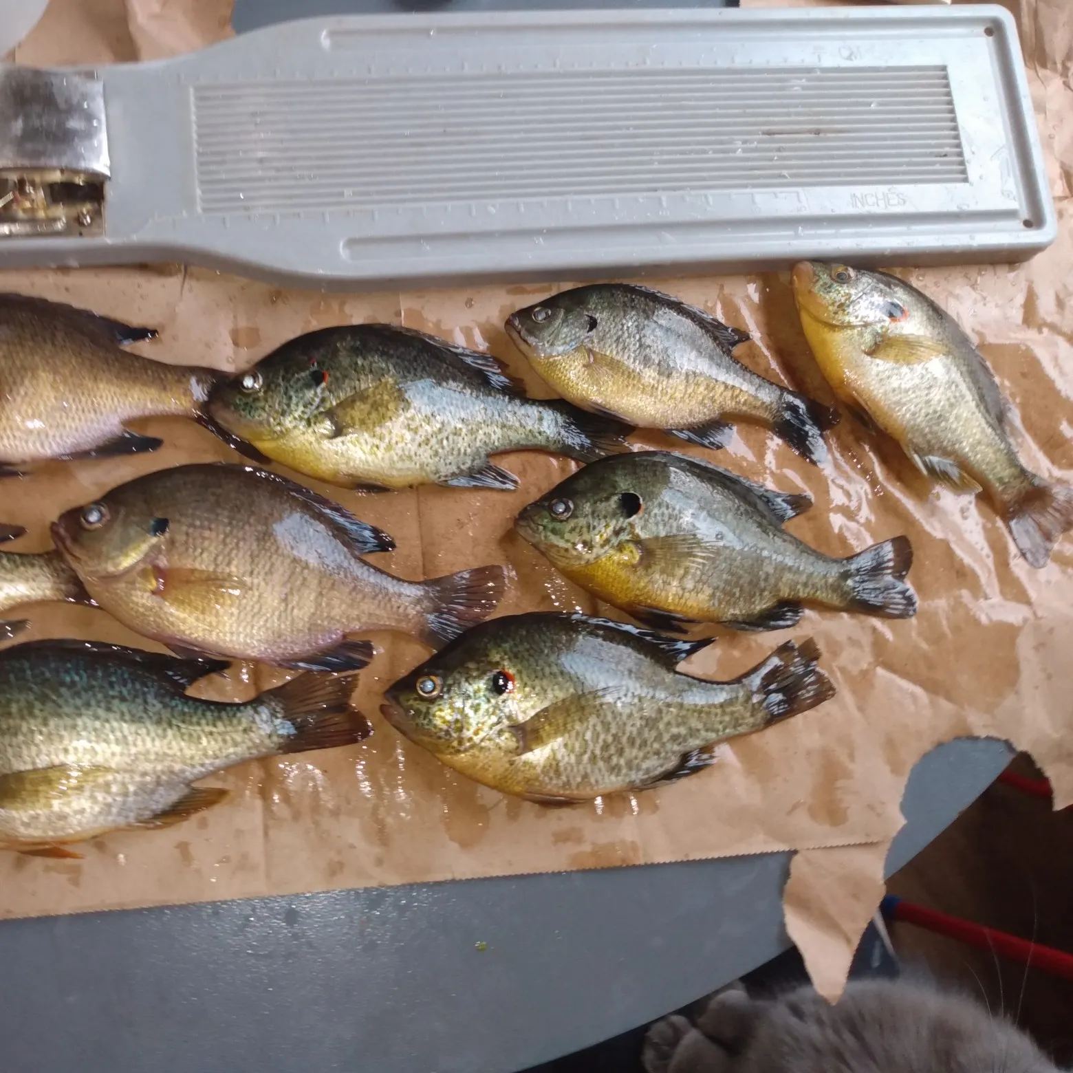 recently logged catches