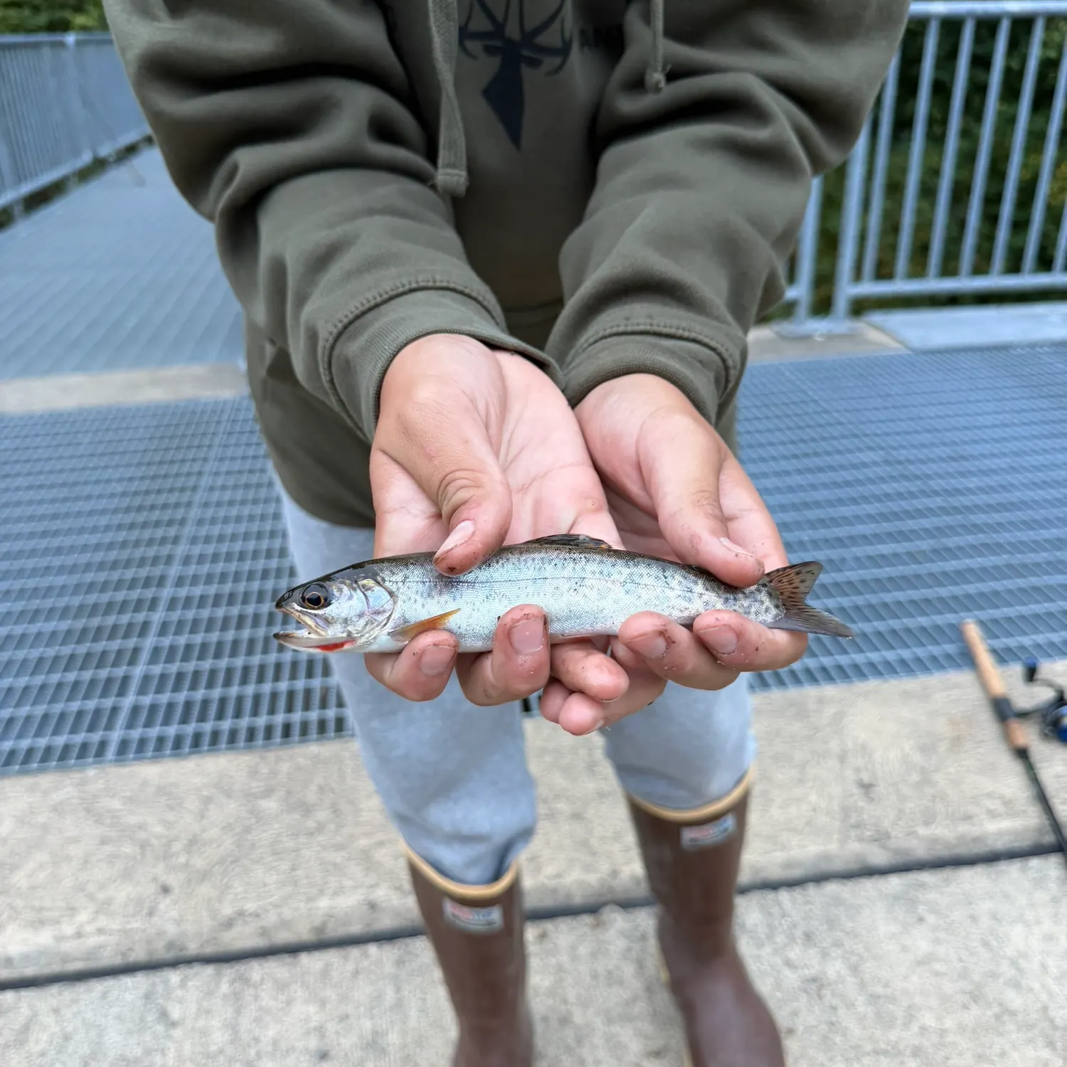 Rainbow trout caught on Fishbrain