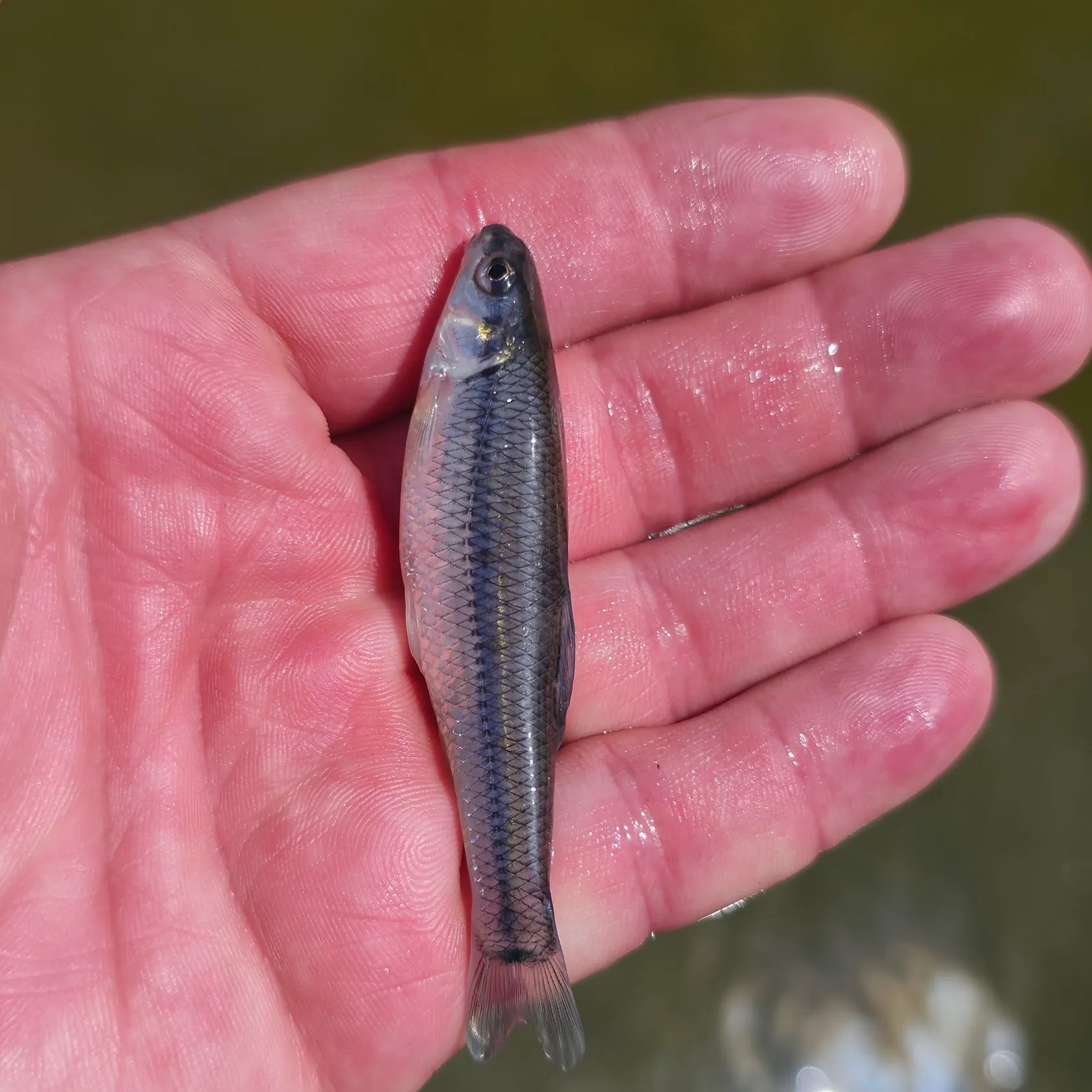 The most recent Bluntnose minnow catches on Fishbrain