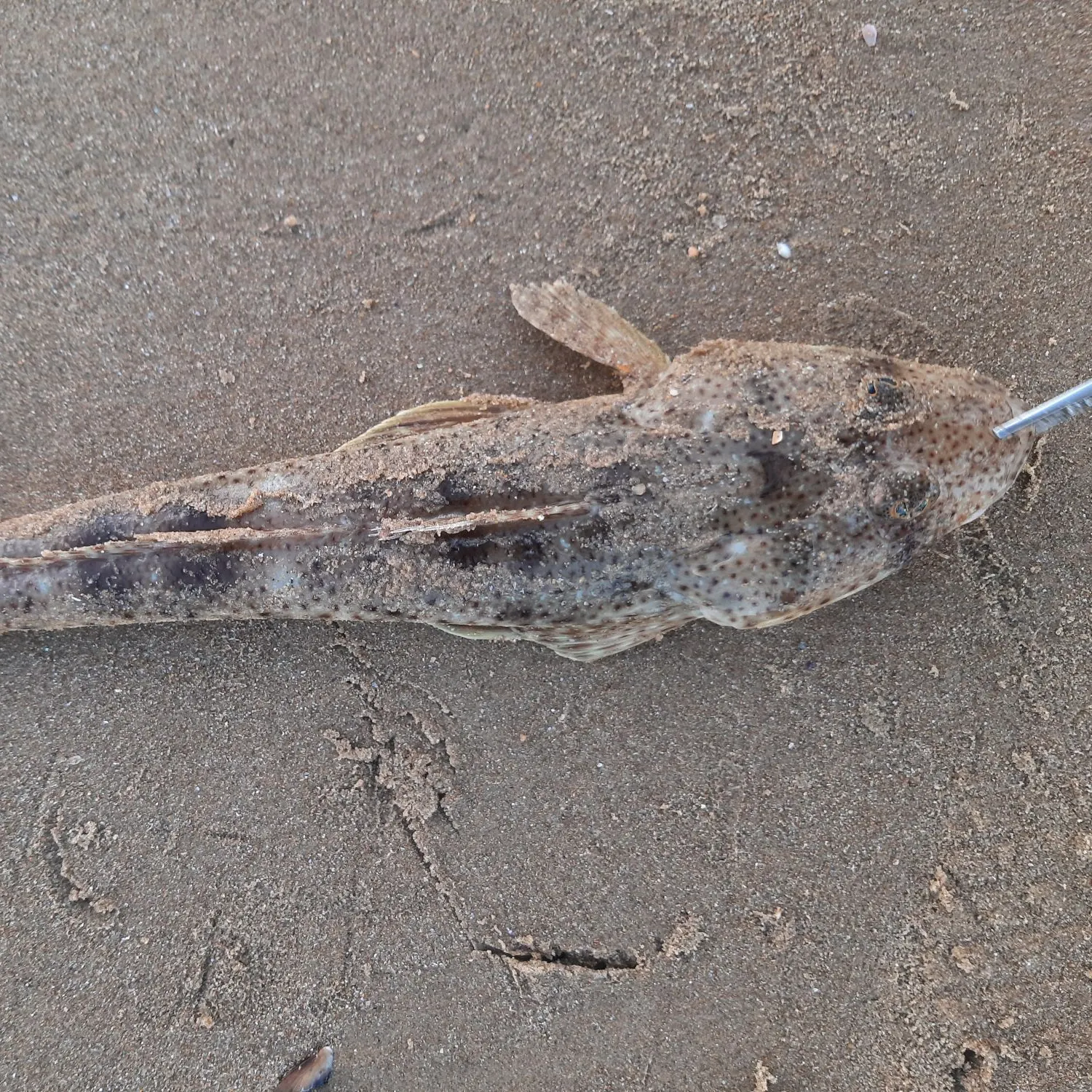 The most recent Sand flathead catches on Fishbrain
