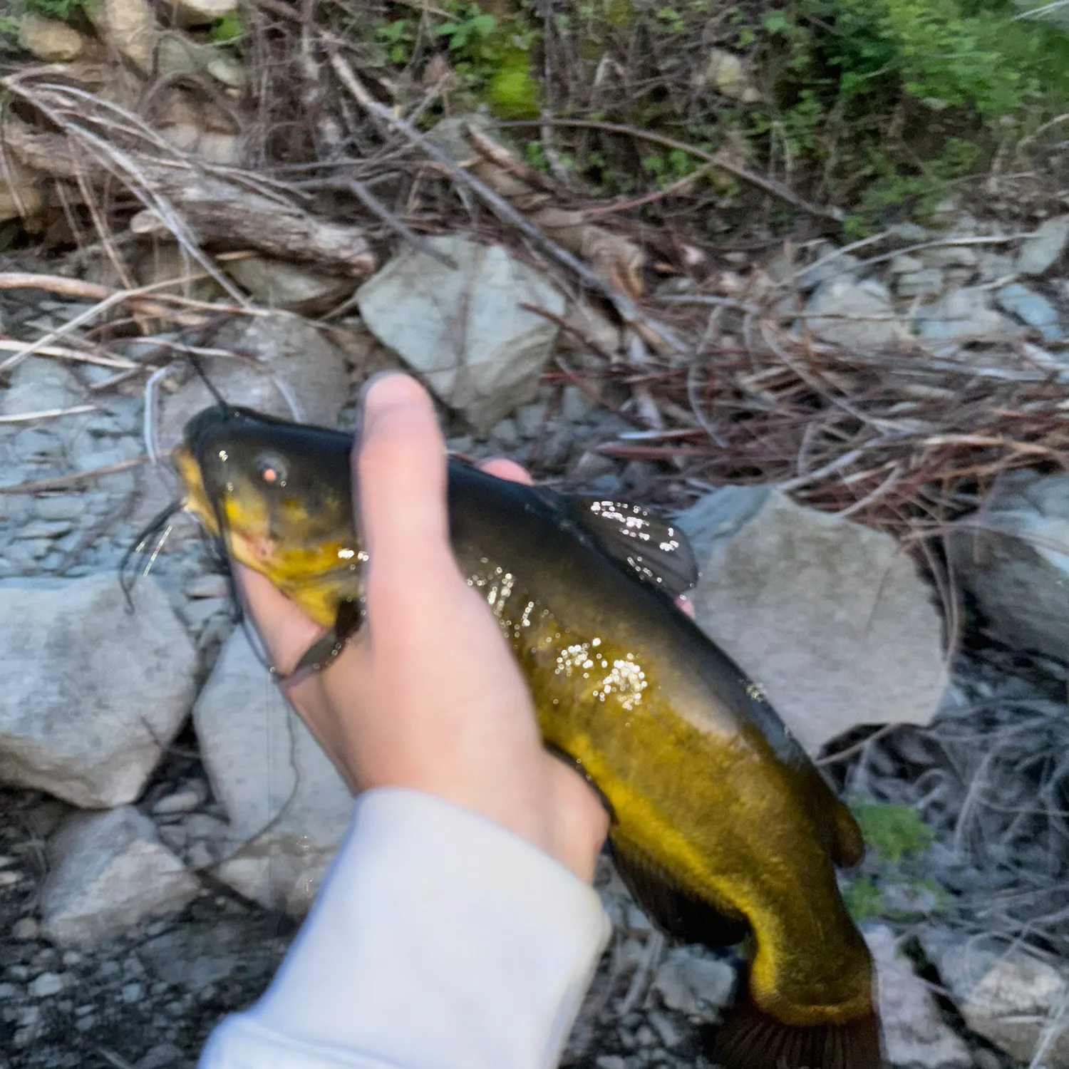 catch