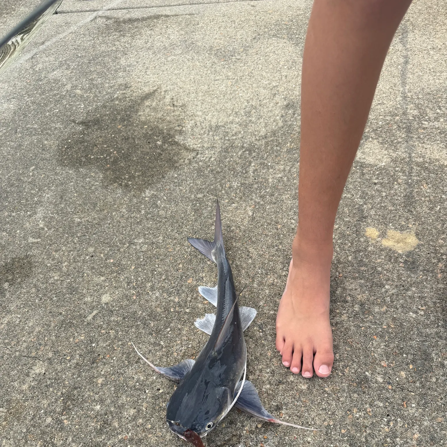 The most recent Gafftopsail sea catfish catches on Fishbrain