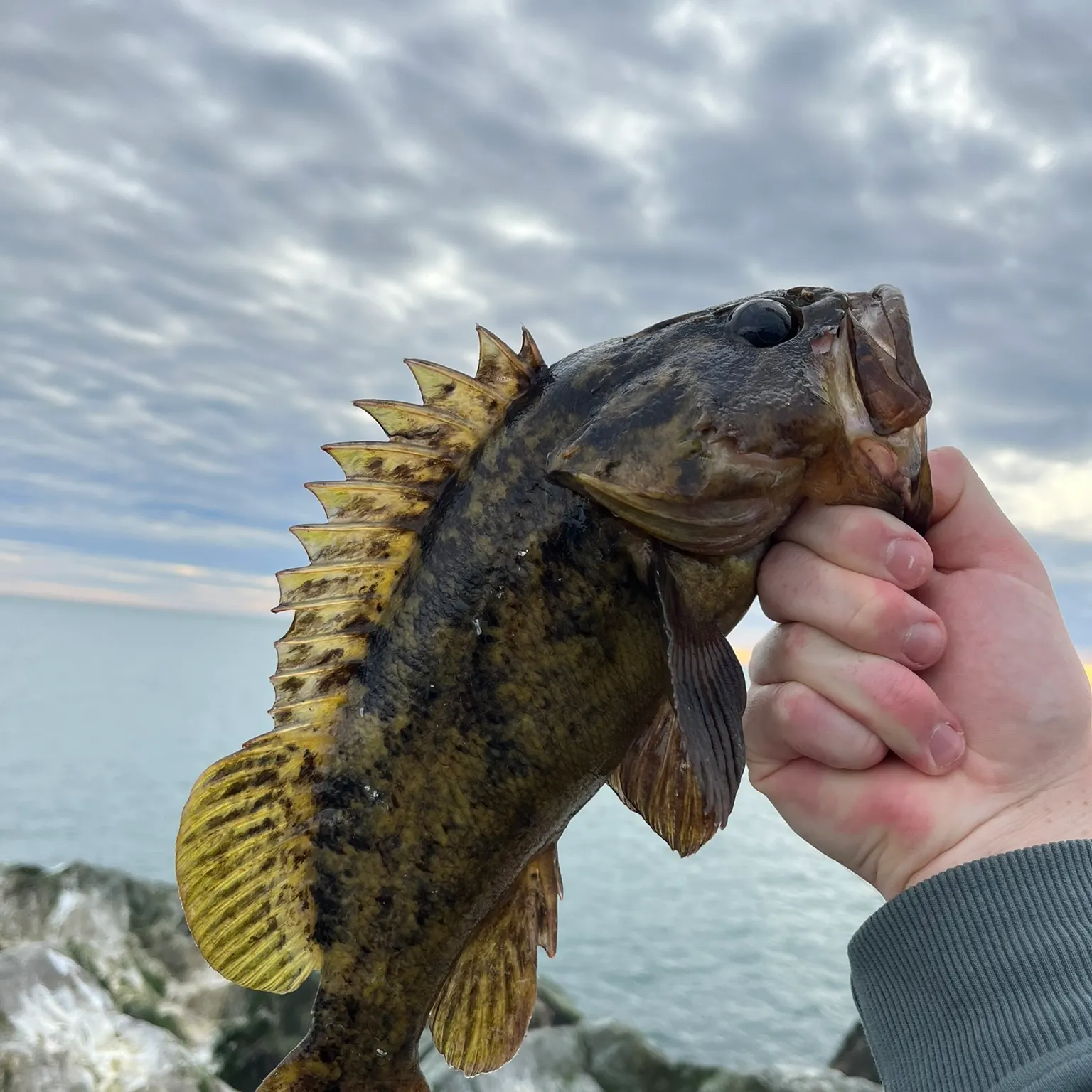 The most recent Grass rockfish catches on Fishbrain
