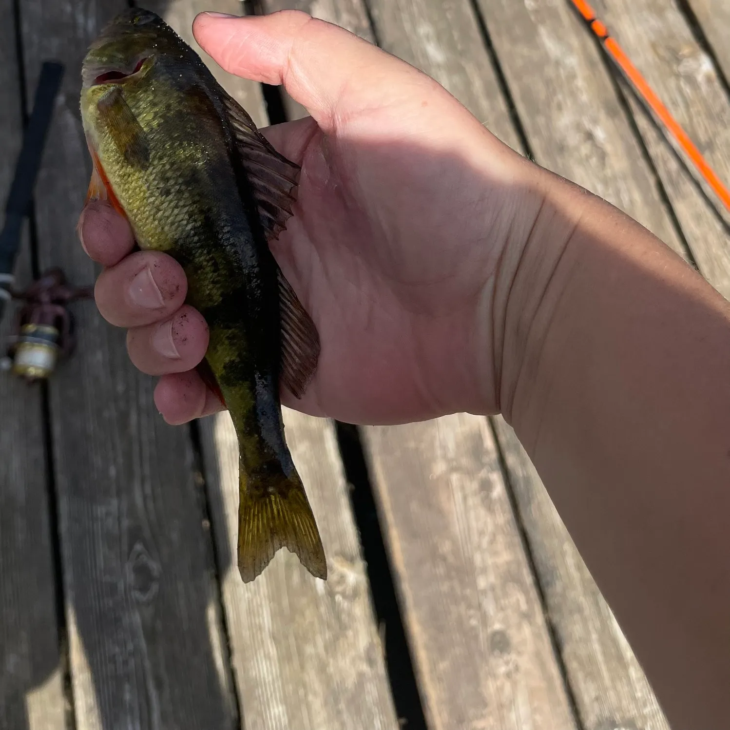 Yellow perch caught on Fishbrain