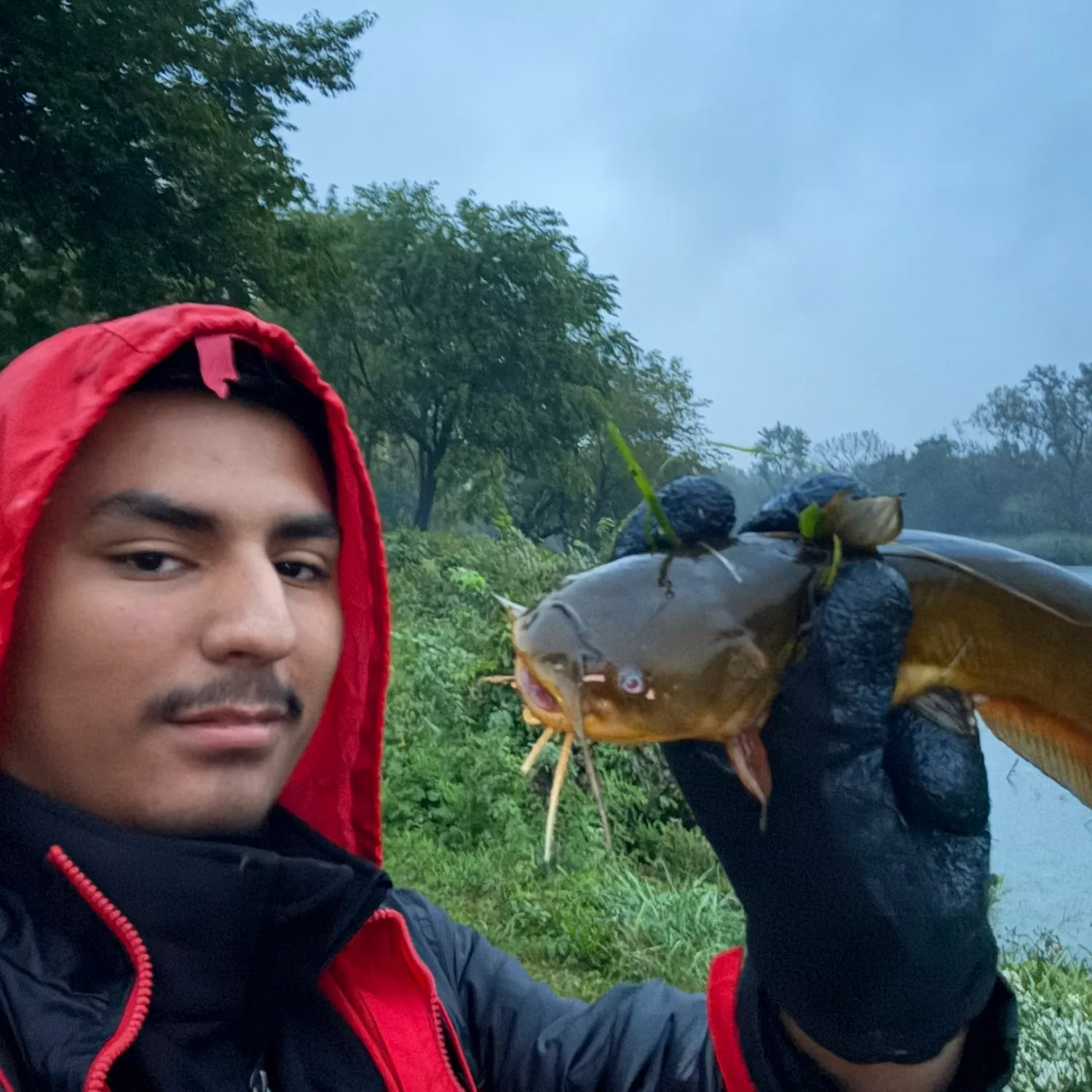 Yellow bullhead caught on Fishbrain