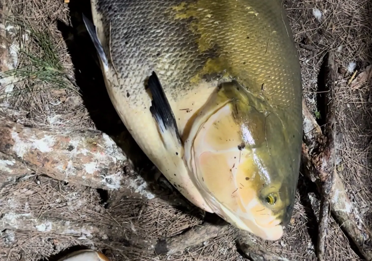 Black pacu