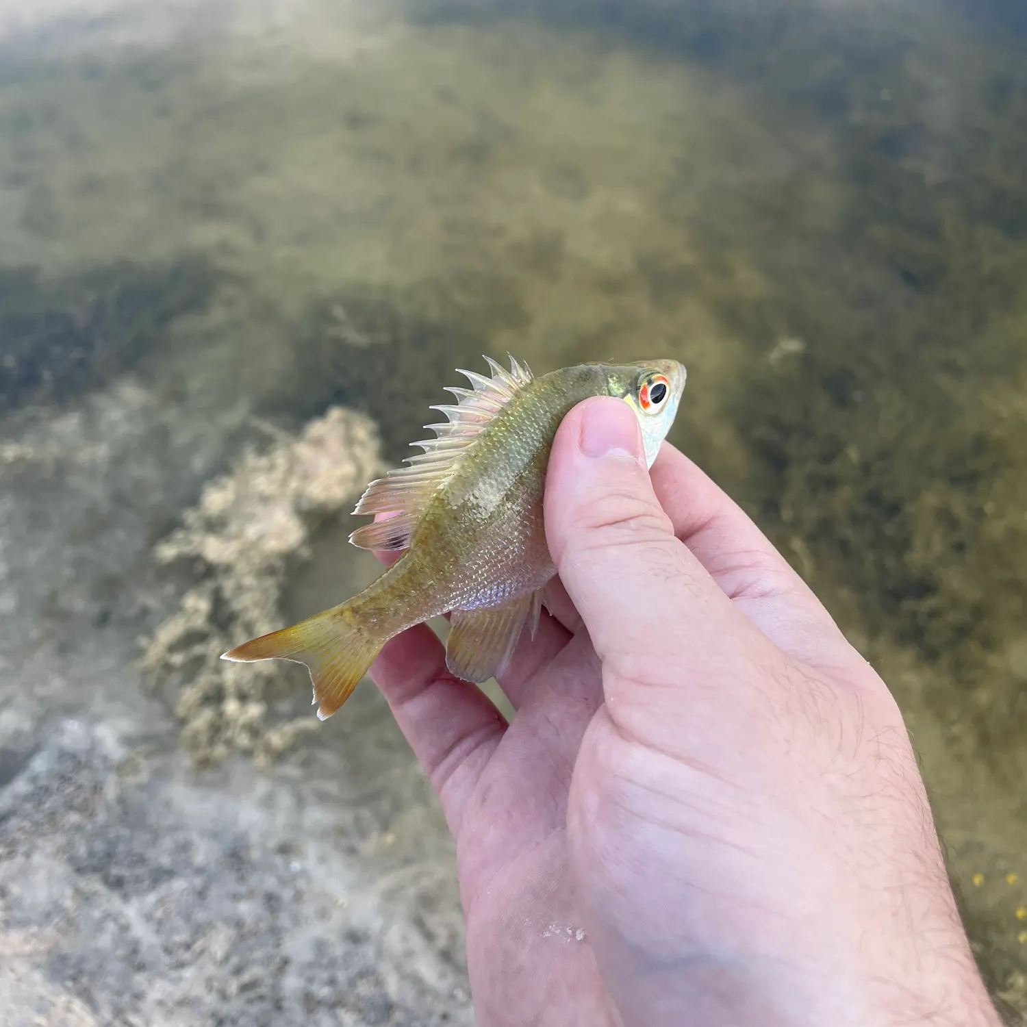 The most recent Redear x bluegill catches on Fishbrain