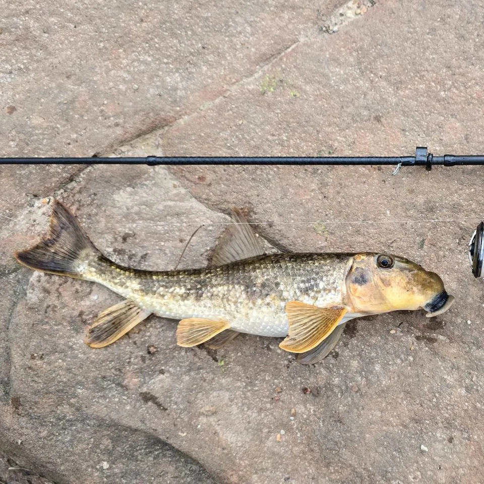 The most recent Northern hogsucker catches on Fishbrain