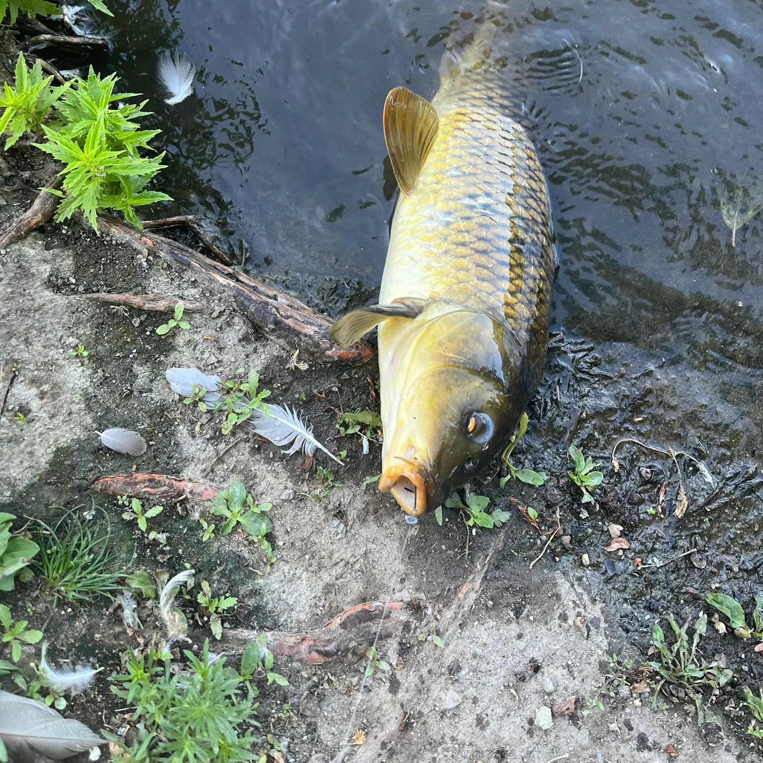 The most recent Common carp catches on Fishbrain