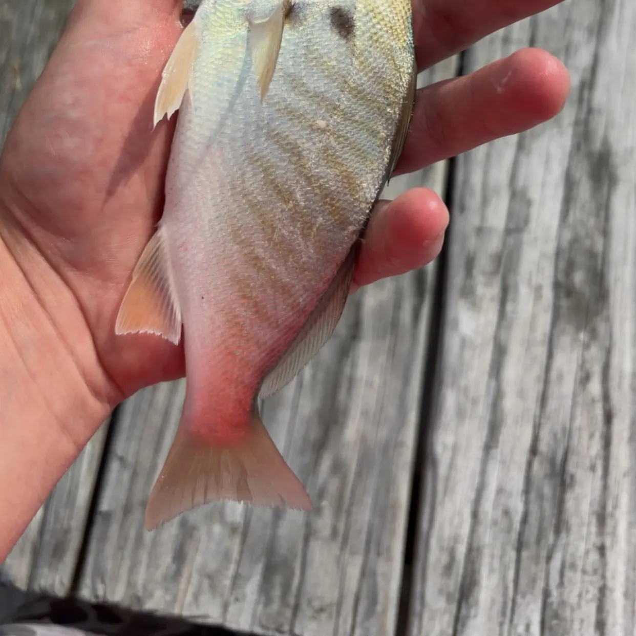 Spot croaker caught on Fishbrain