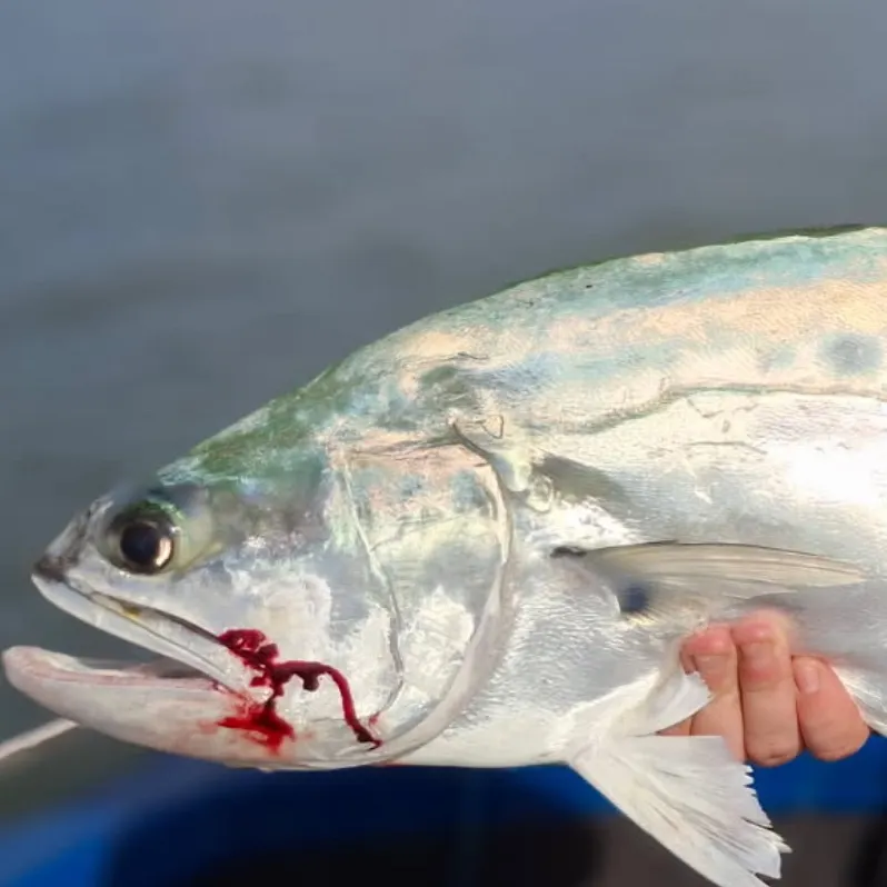 The most recent Talang queenfish catches on Fishbrain