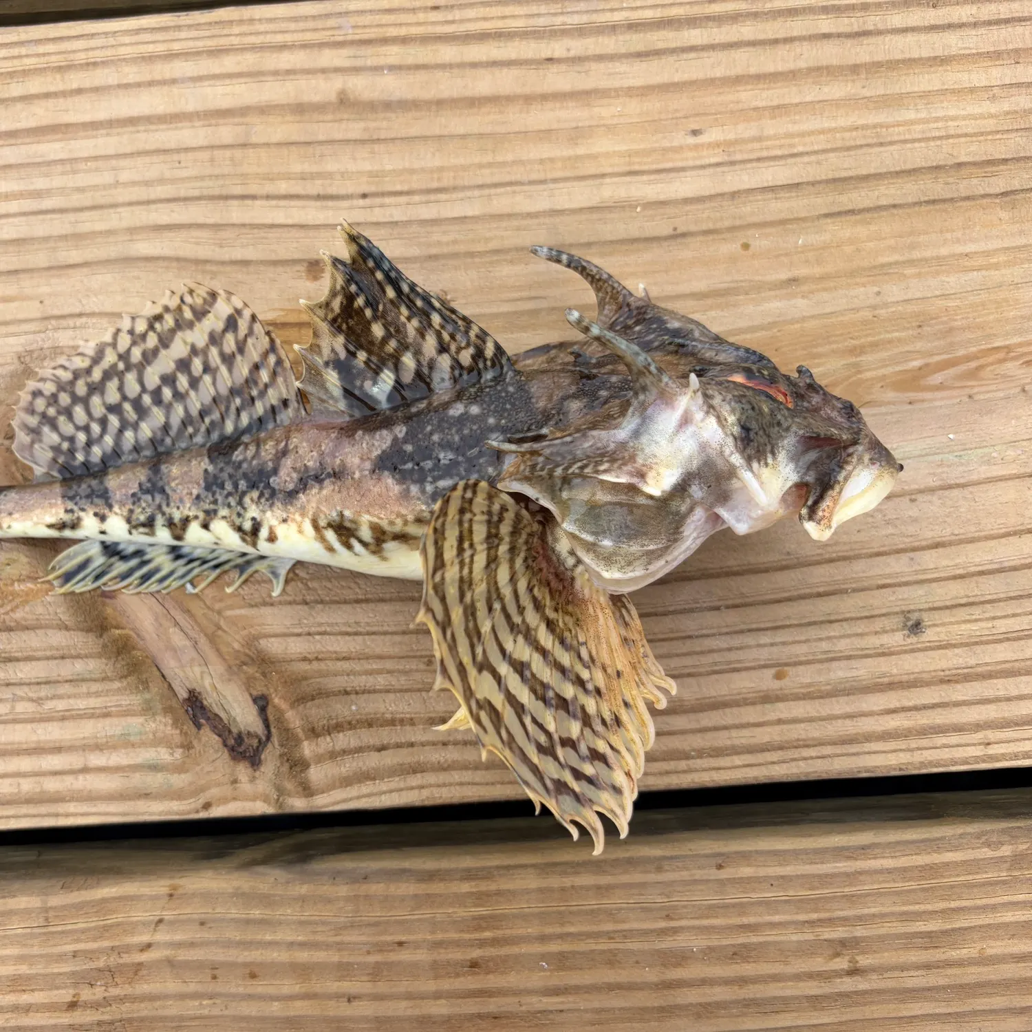 The most recent Longhorn sculpin catches on Fishbrain
