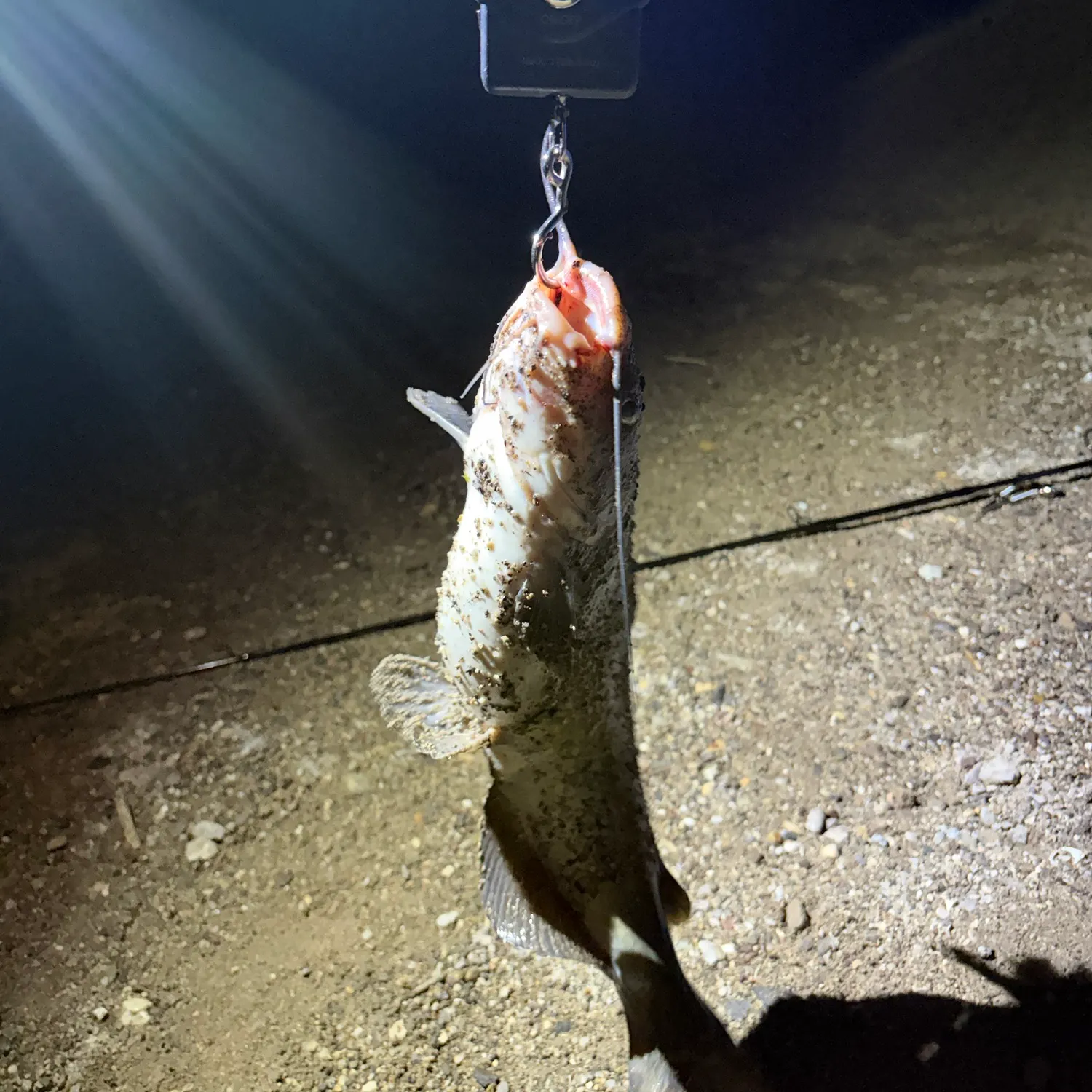 Channel catfish caught on Fishbrain