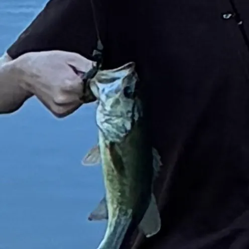 Fish caught on Fishbrain