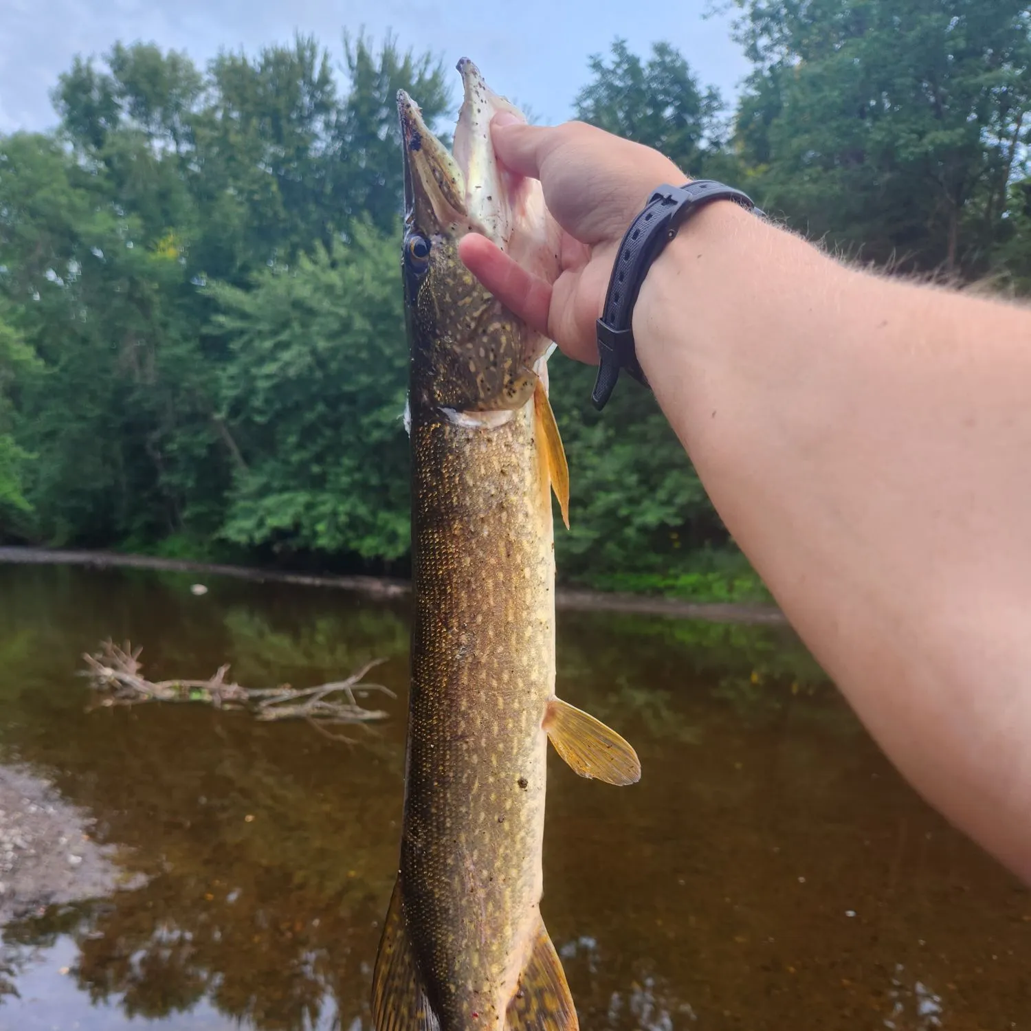 Northern pike caught on Fishbrain