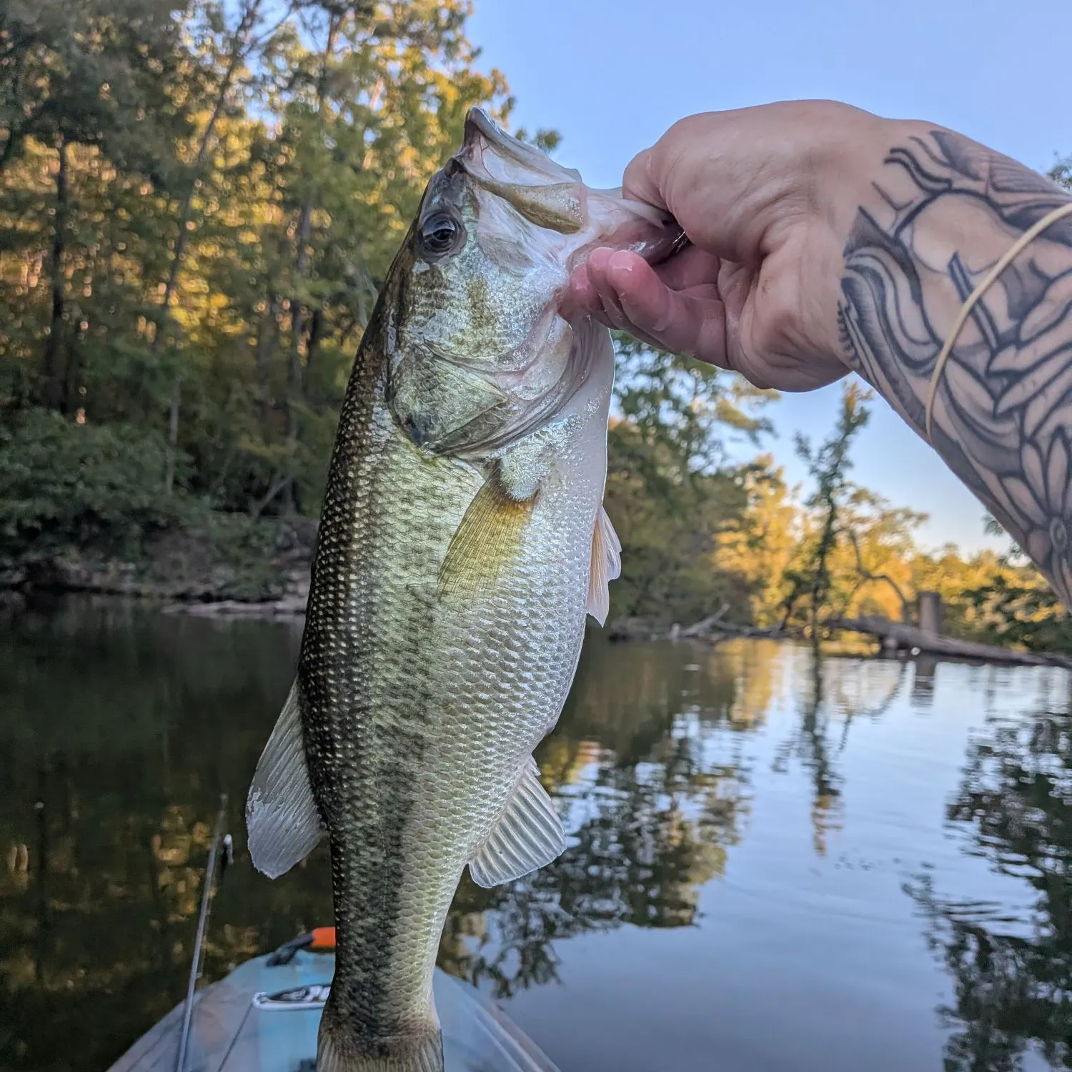 Largemouth bass caught on Fishbrain