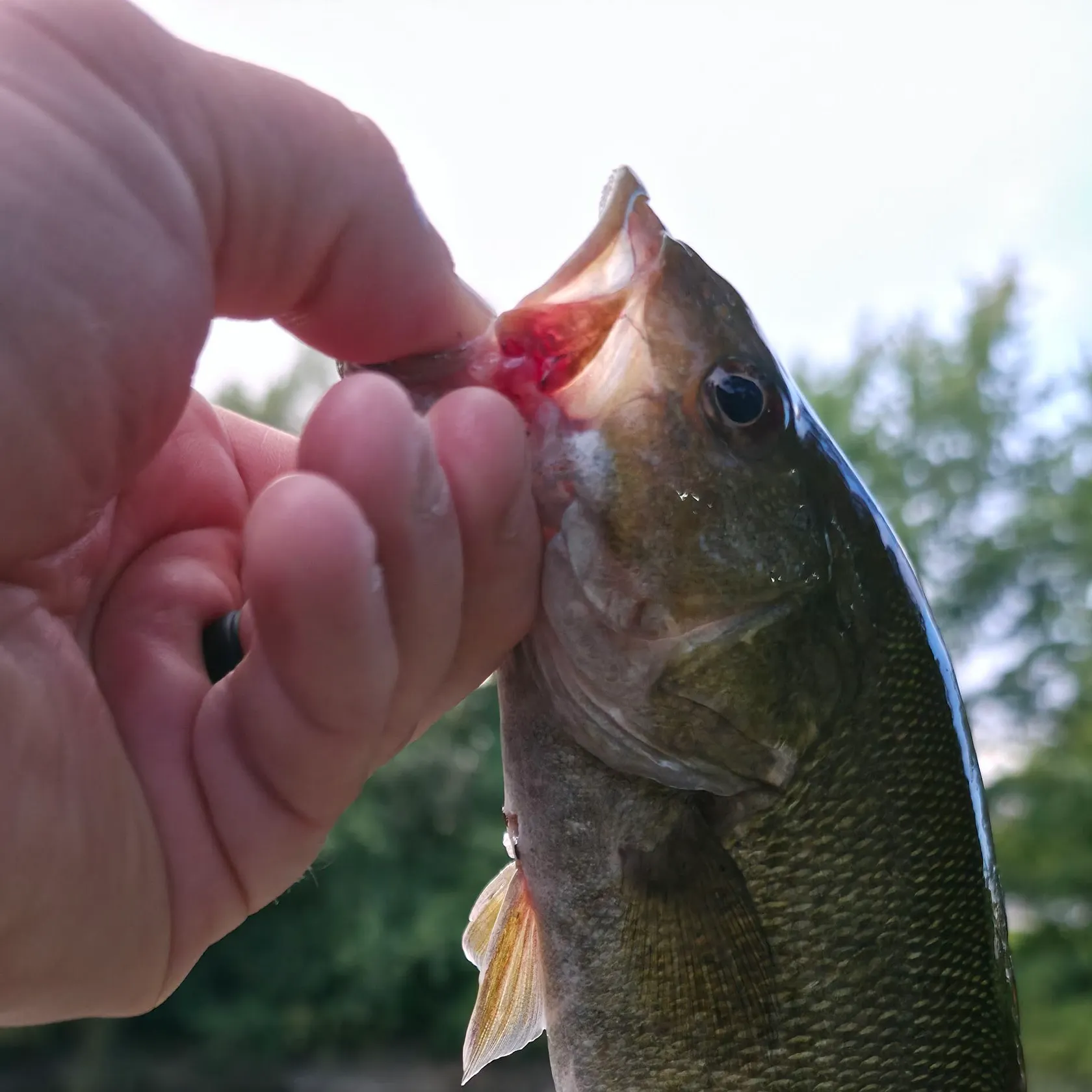Smallmouth bass caught on Fishbrain