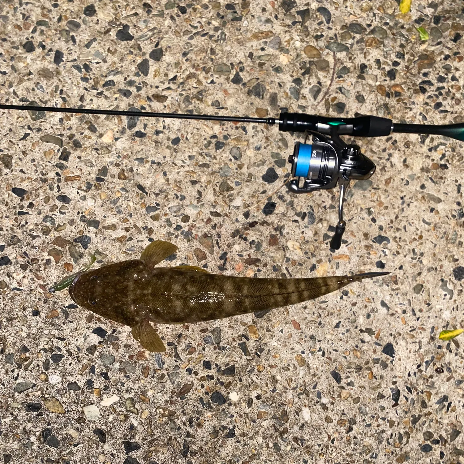 The most recent Dusky flathead catches on Fishbrain