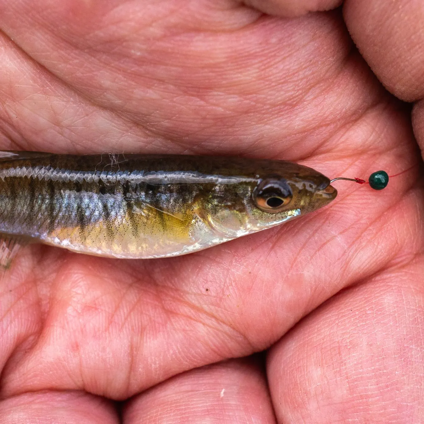 The most recent Banded killifish catches on Fishbrain