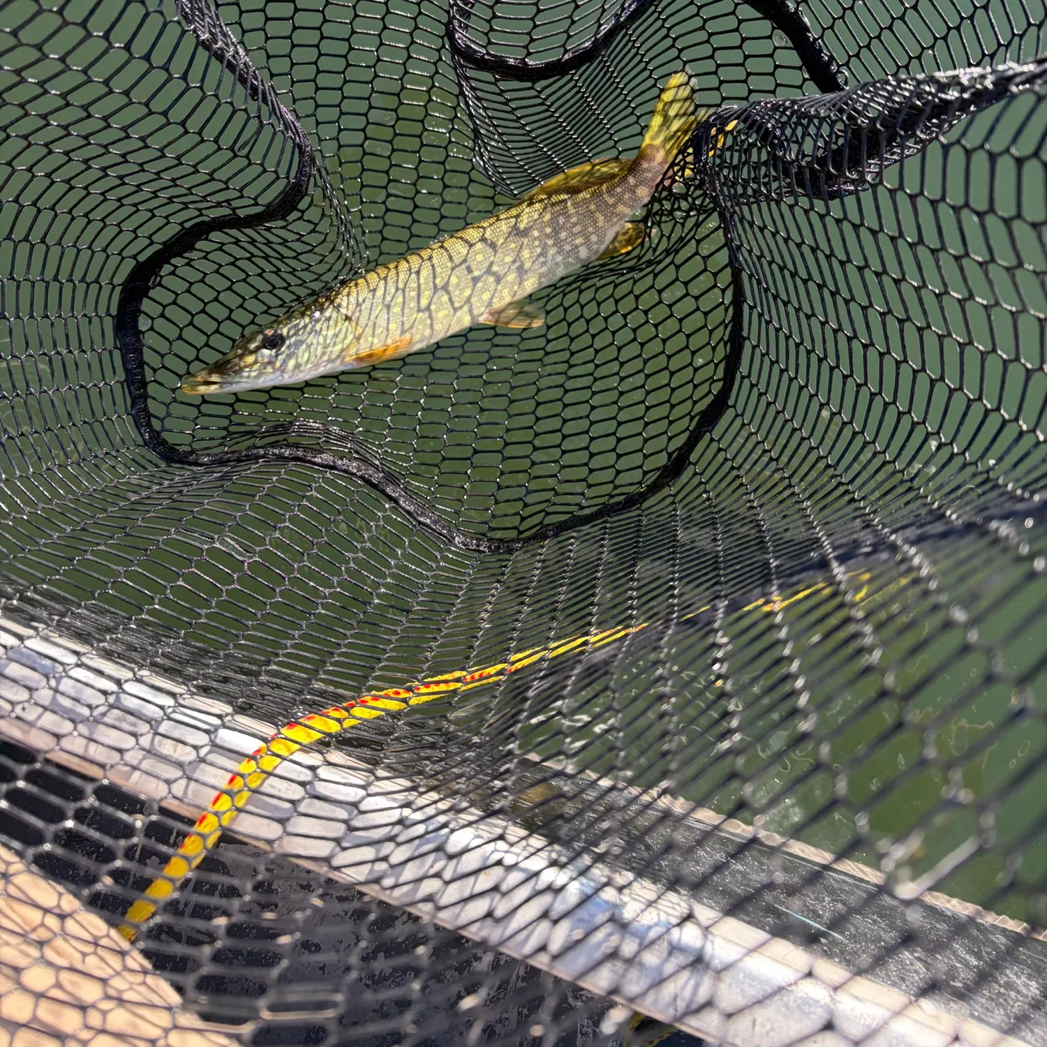 Northern pike caught on Fishbrain