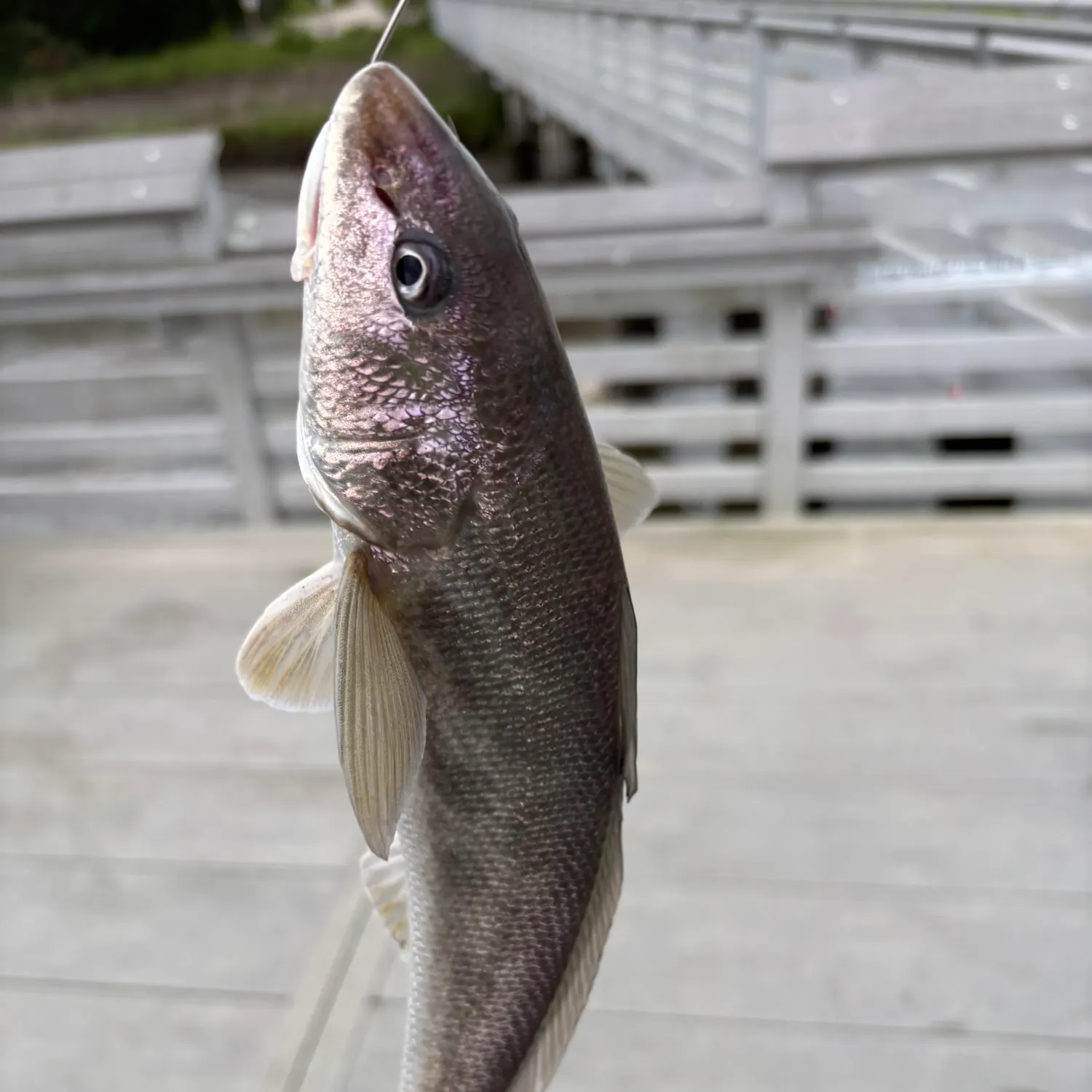 most liked catch image
