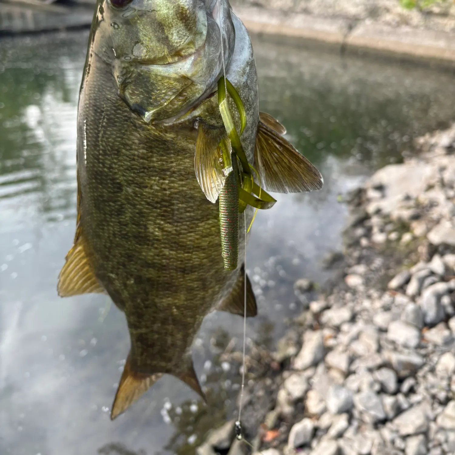 Smallmouth bass caught on Fishbrain