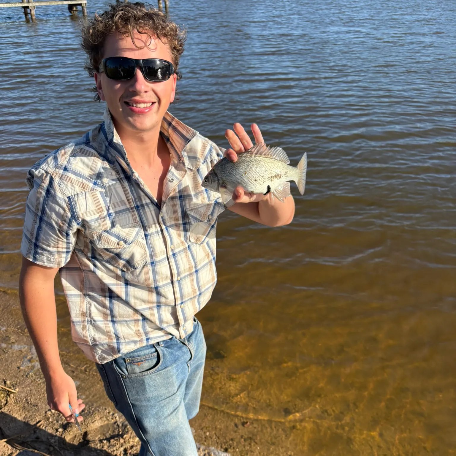 The most recent Bidyan perch catches on Fishbrain