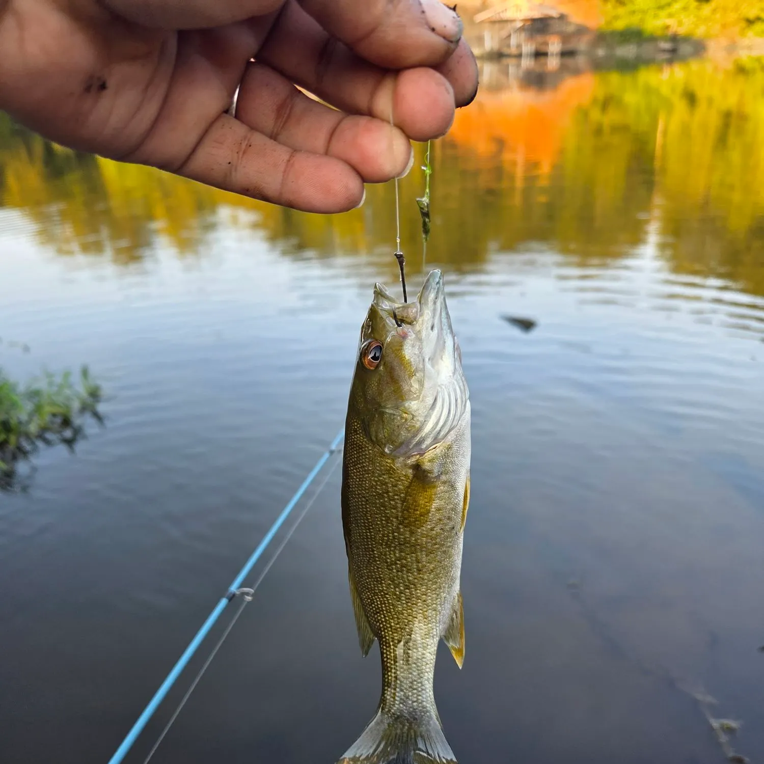 Smallmouth bass caught on Fishbrain
