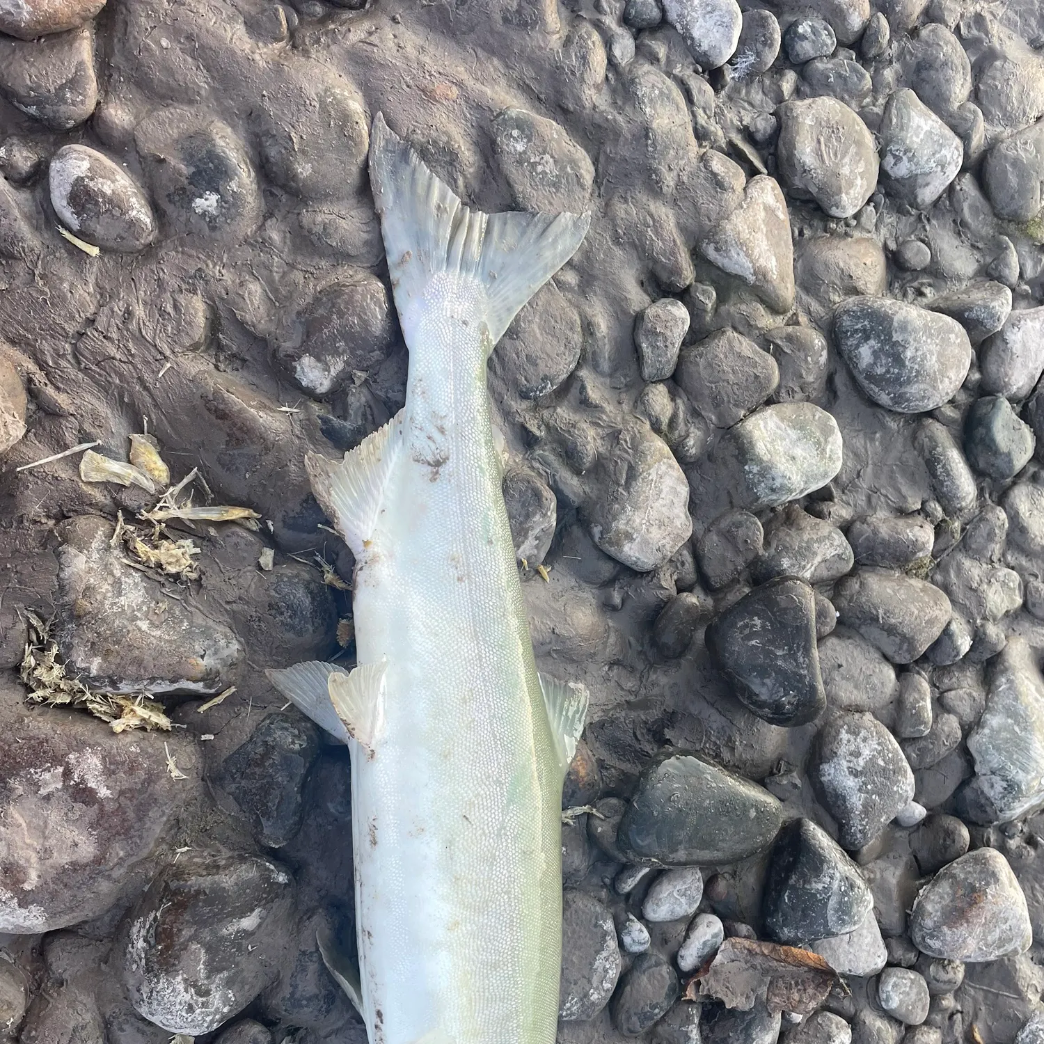The most recent Pink salmon catches on Fishbrain