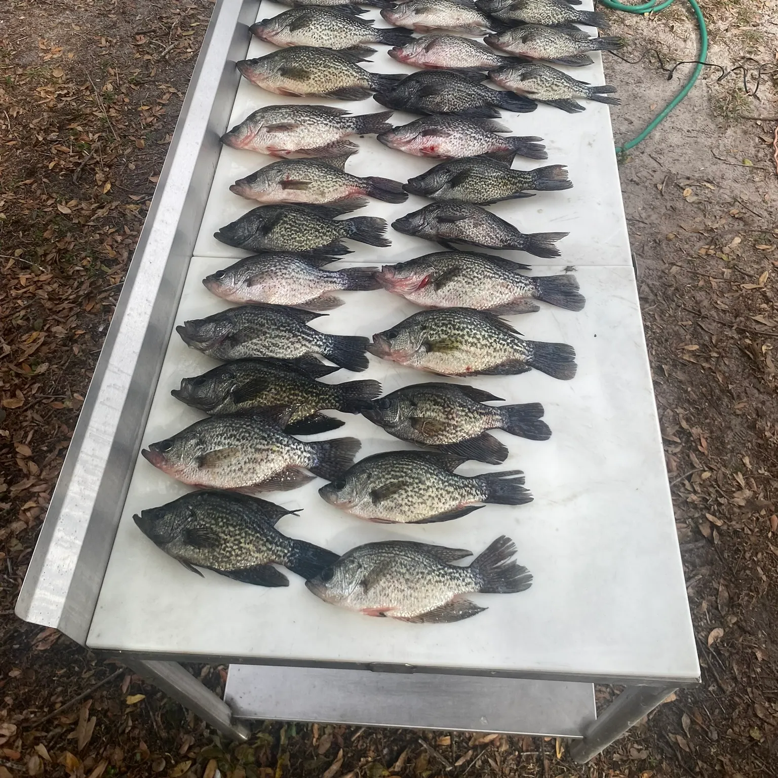The most recent Black crappie catches on Fishbrain