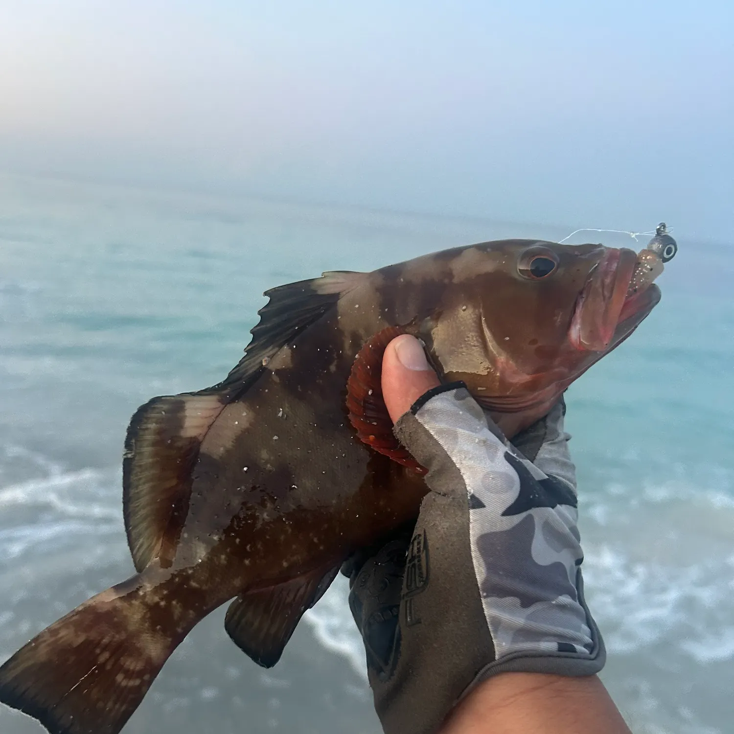 The most recent Red grouper catches on Fishbrain