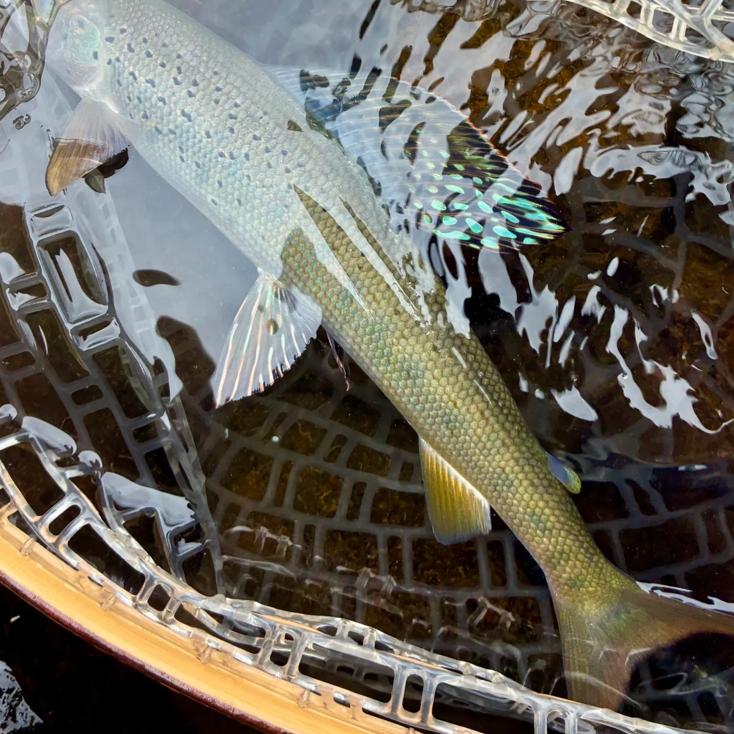 The most recent Arctic grayling catches on Fishbrain
