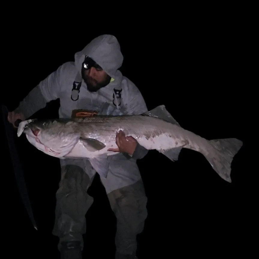 Striped bass caught on Fishbrain