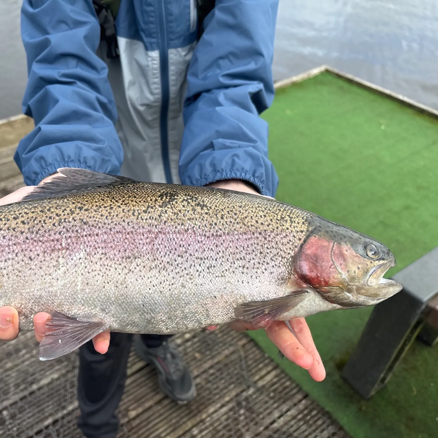 Rainbow trout caught on Fishbrain