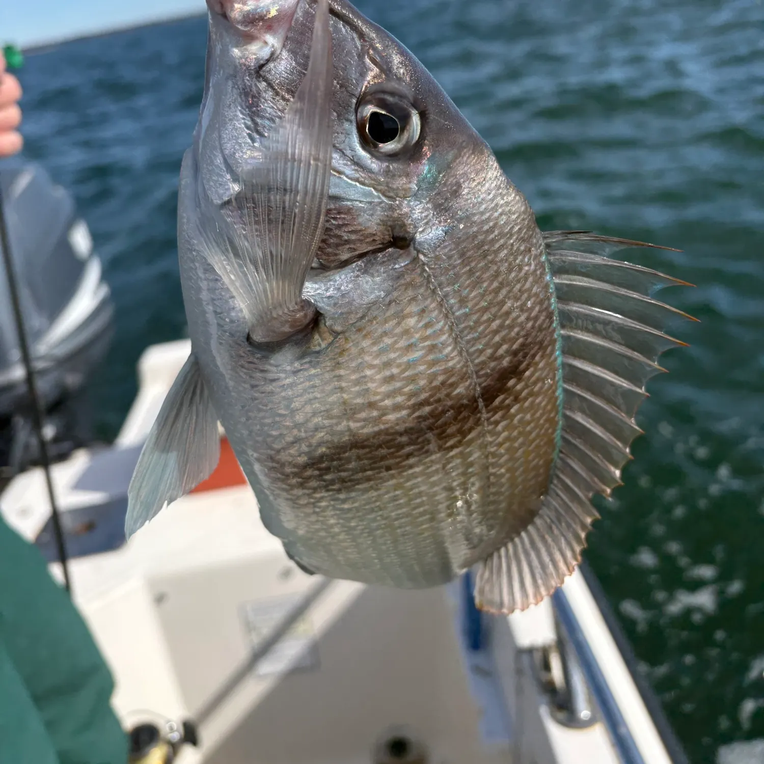 Silver porgy caught on Fishbrain