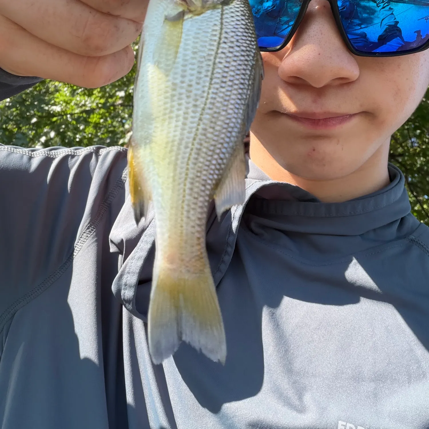 White perch caught on Fishbrain