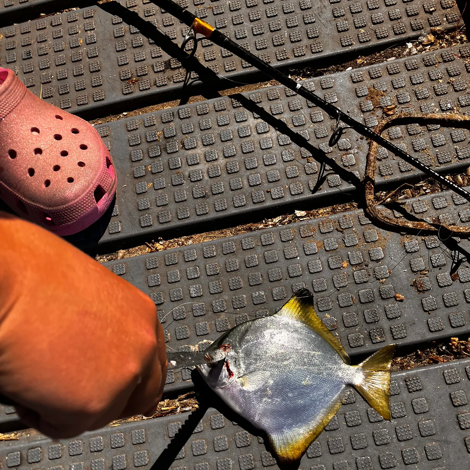 The most recent Silver moony catches on Fishbrain