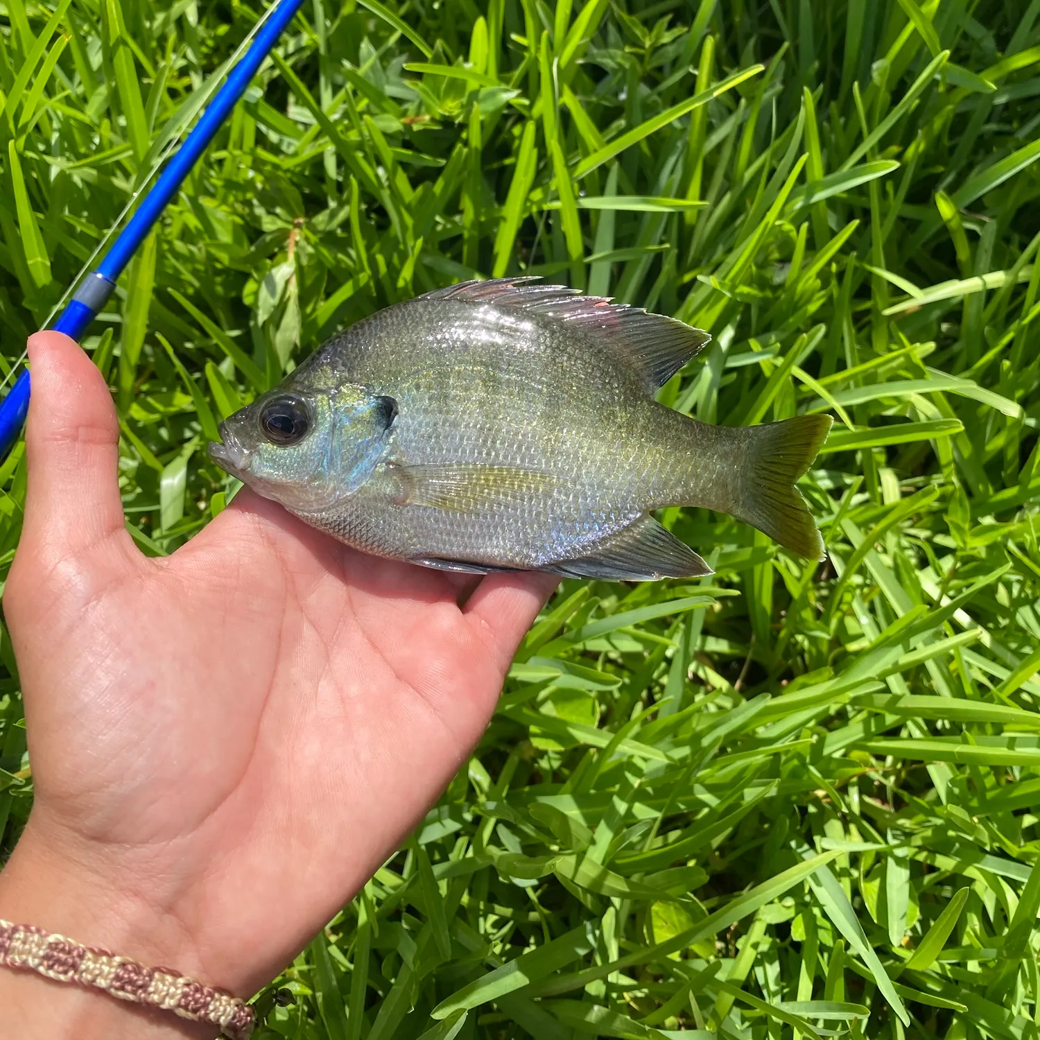 The most recent Bluegill catches on Fishbrain
