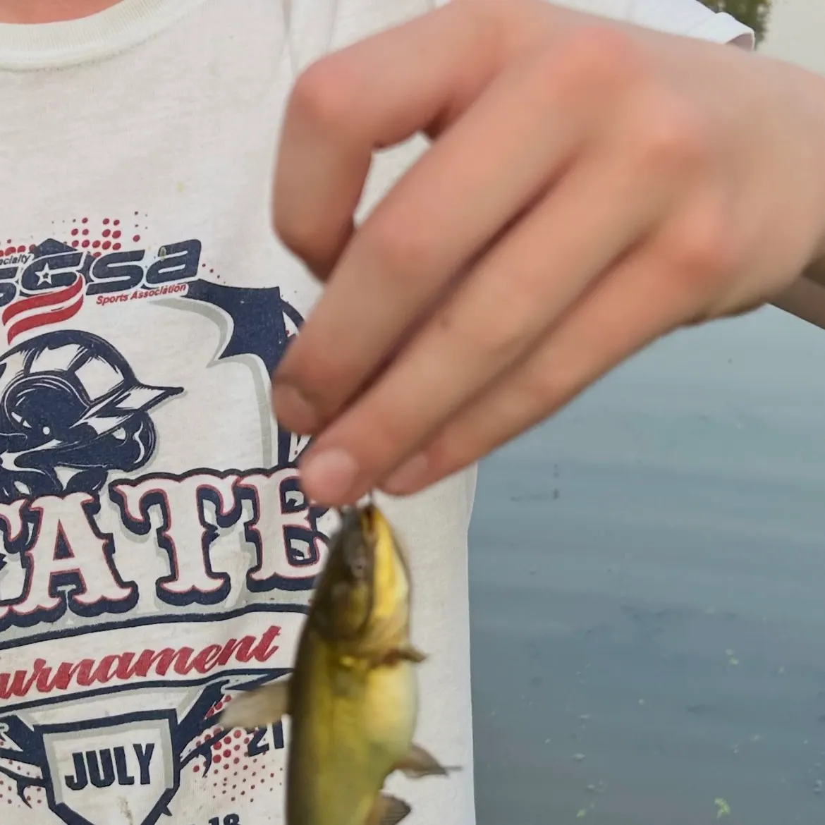 Yellow bullhead caught on Fishbrain