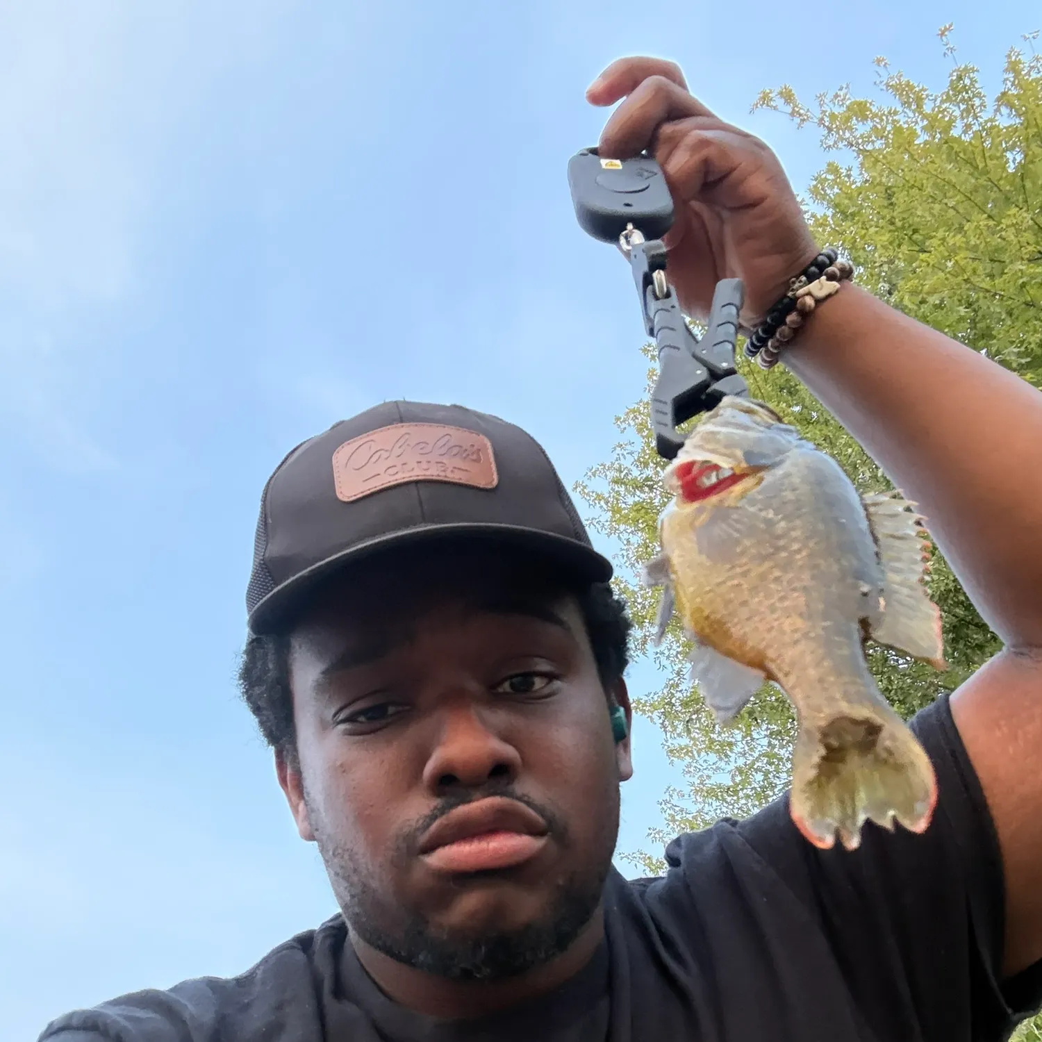 Warmouth caught on Fishbrain