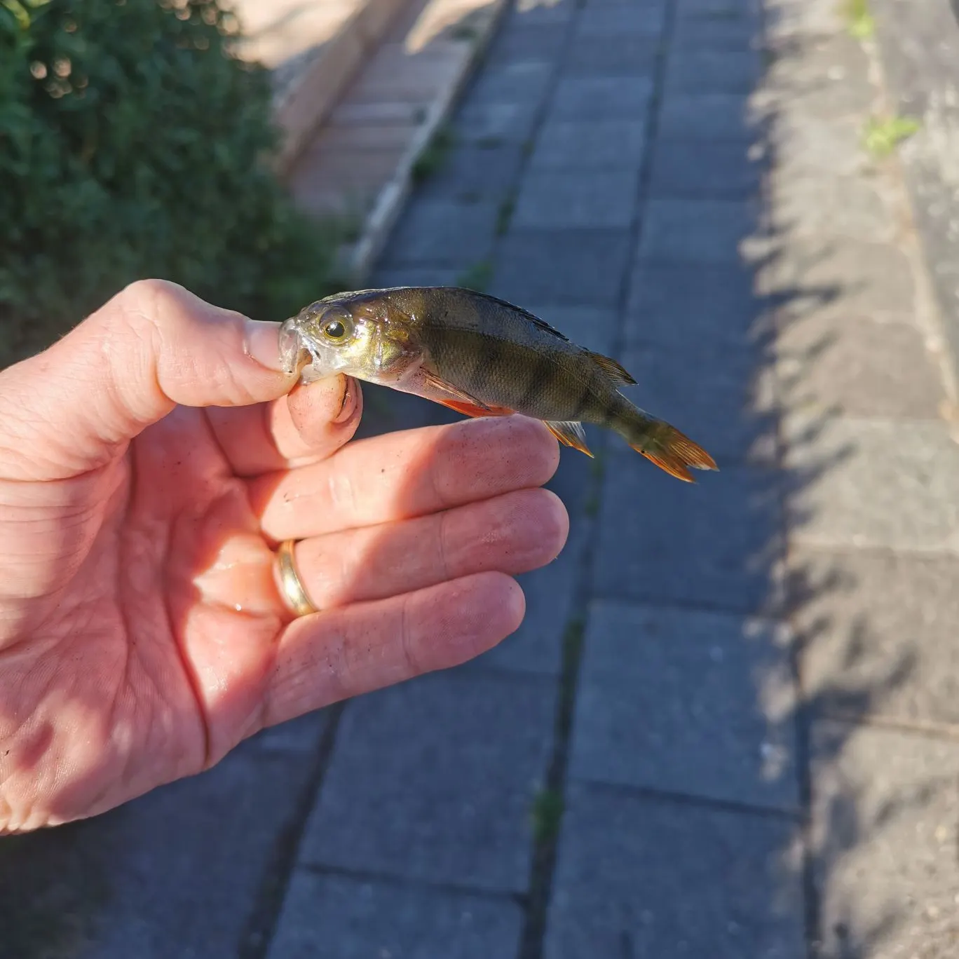 European perch caught on Fishbrain