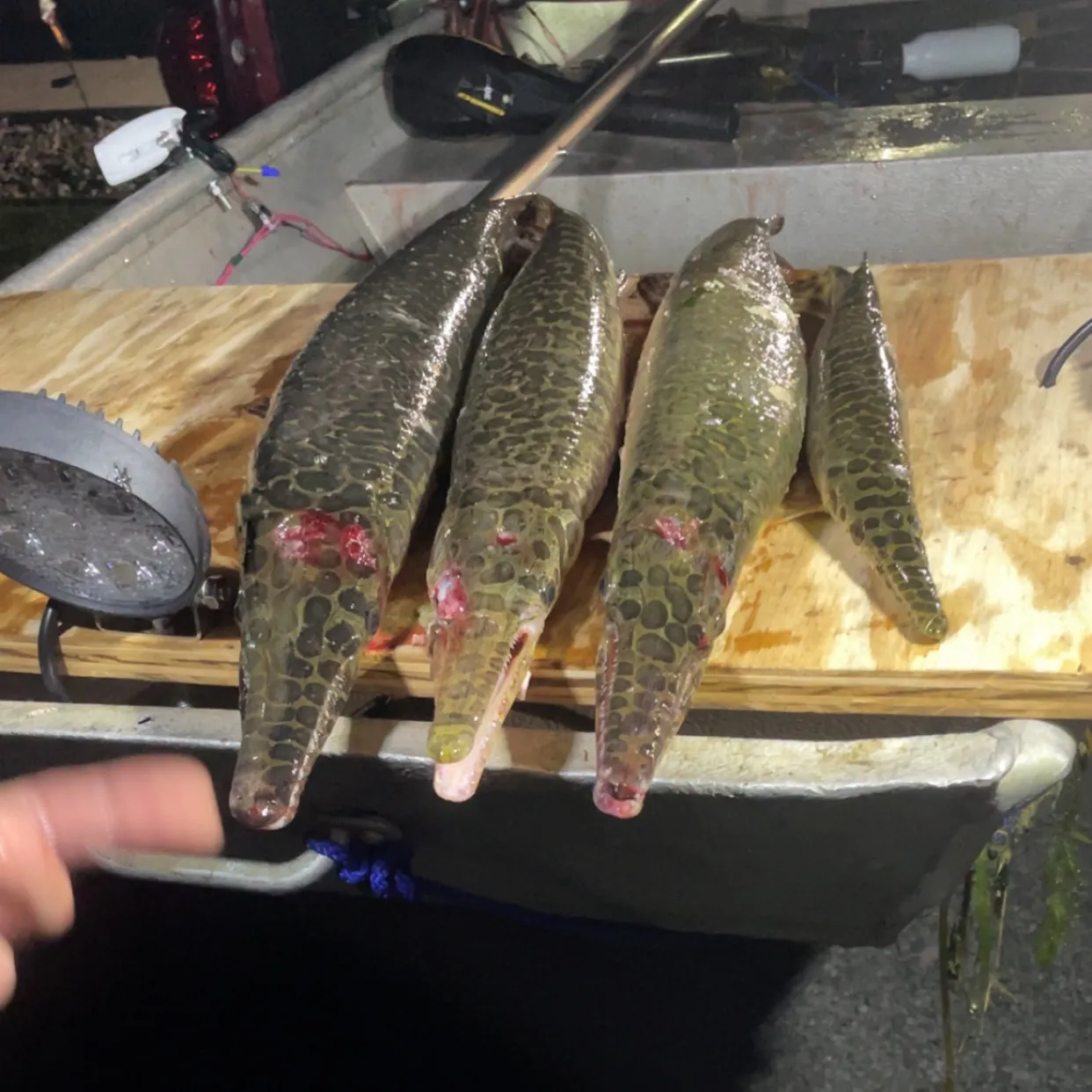 recently logged catches