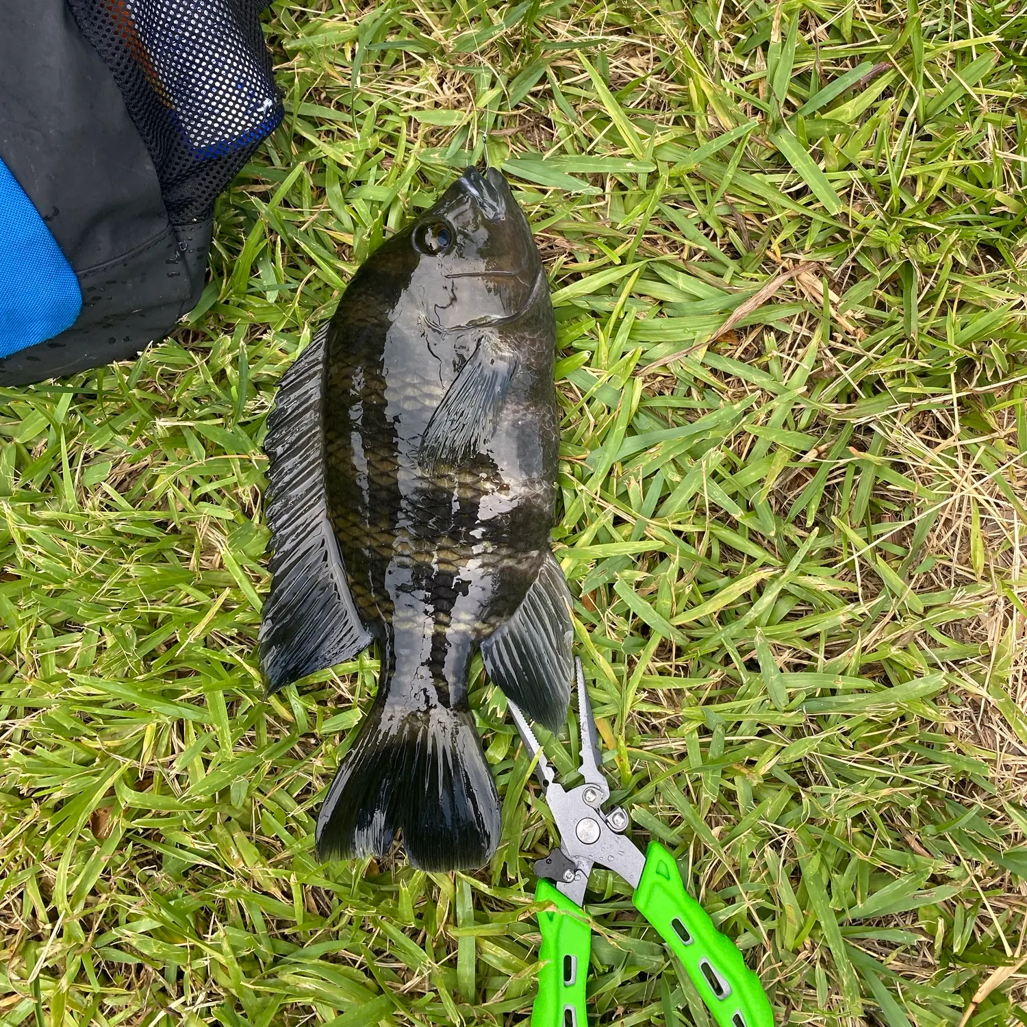 The most recent Zebra tilapia catches on Fishbrain