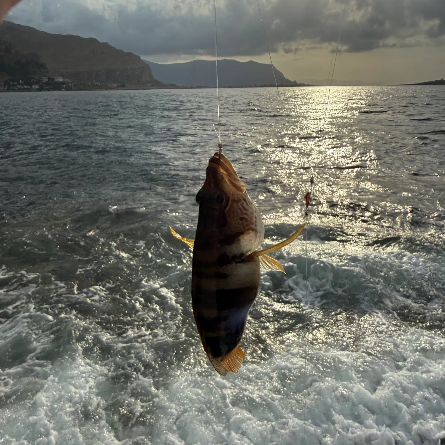 Fish caught on Fishbrain