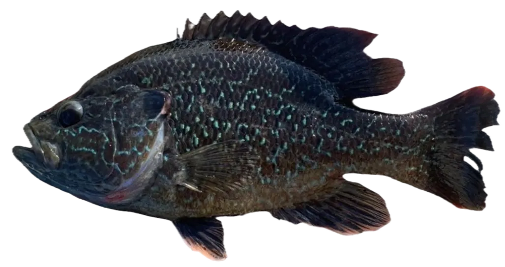 Warmouth x green sunfish