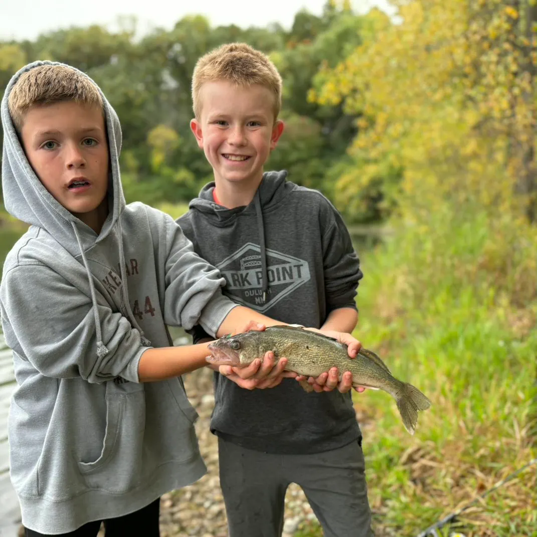 Walleye caught on Fishbrain
