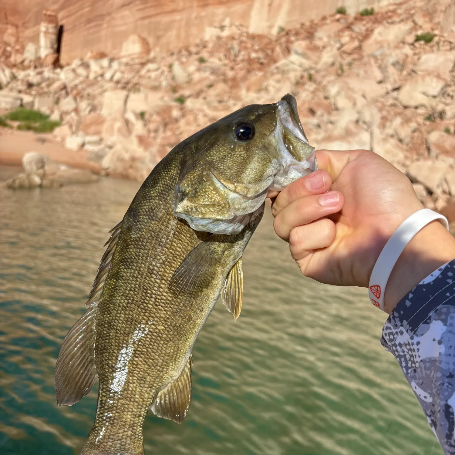 Smallmouth bass caught on Fishbrain